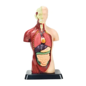 Juguete Modelo Anatómico Humano - 24559
